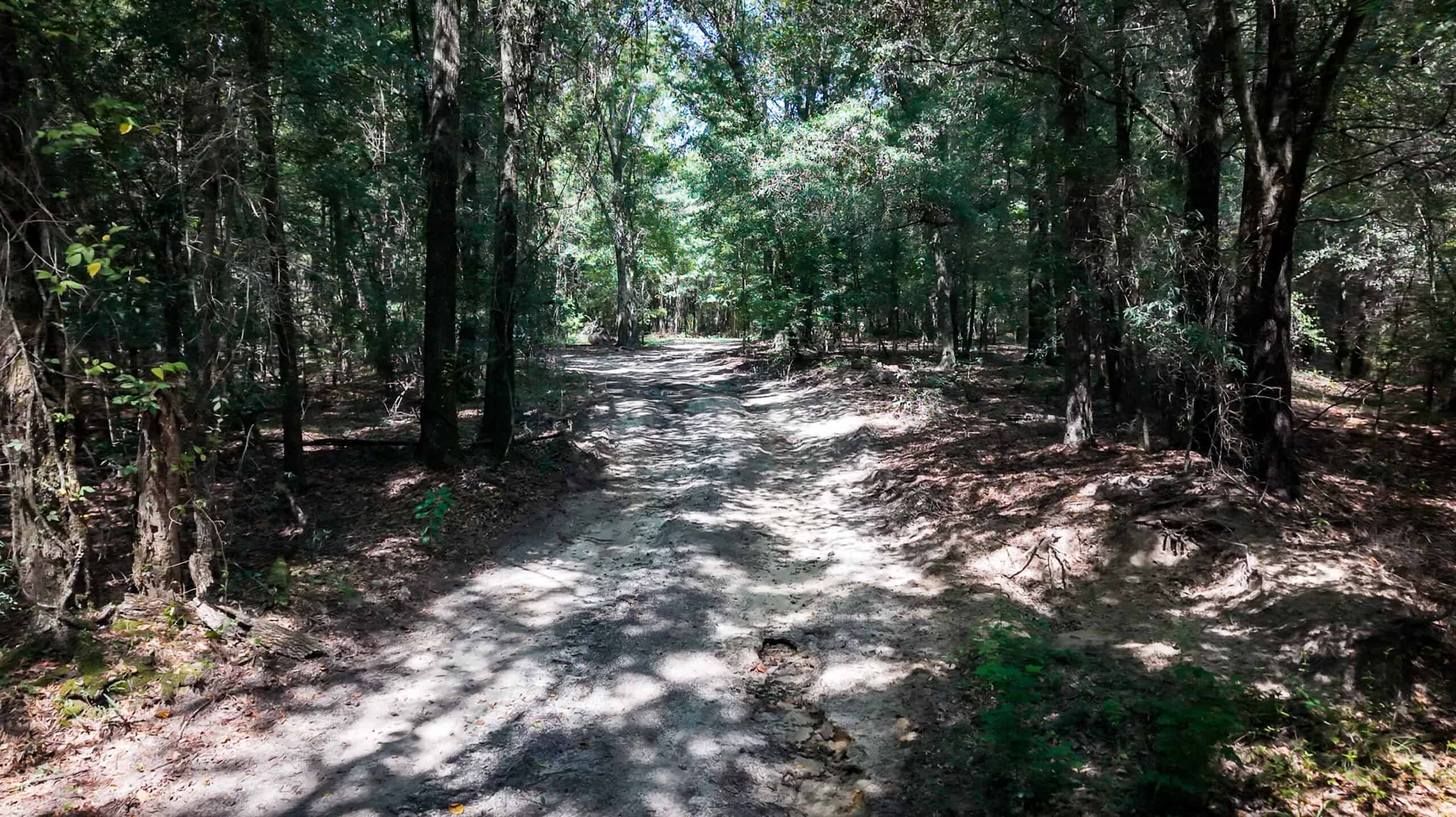 224.56 Acres | Buck Creek 224 | Montezuma, GA
